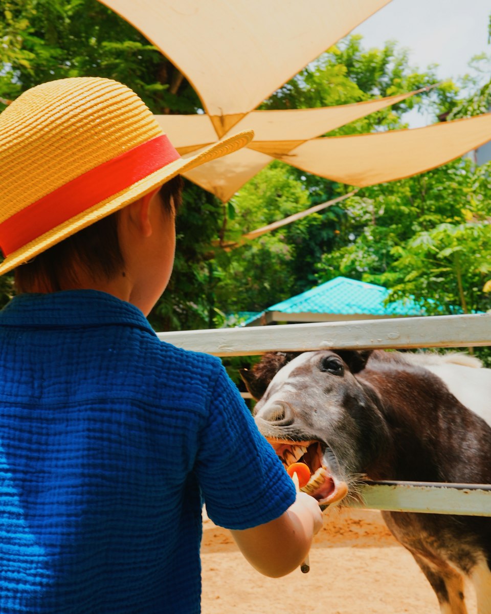 A boy in a straw hat feeds a pony over a white fence at a sunny farm